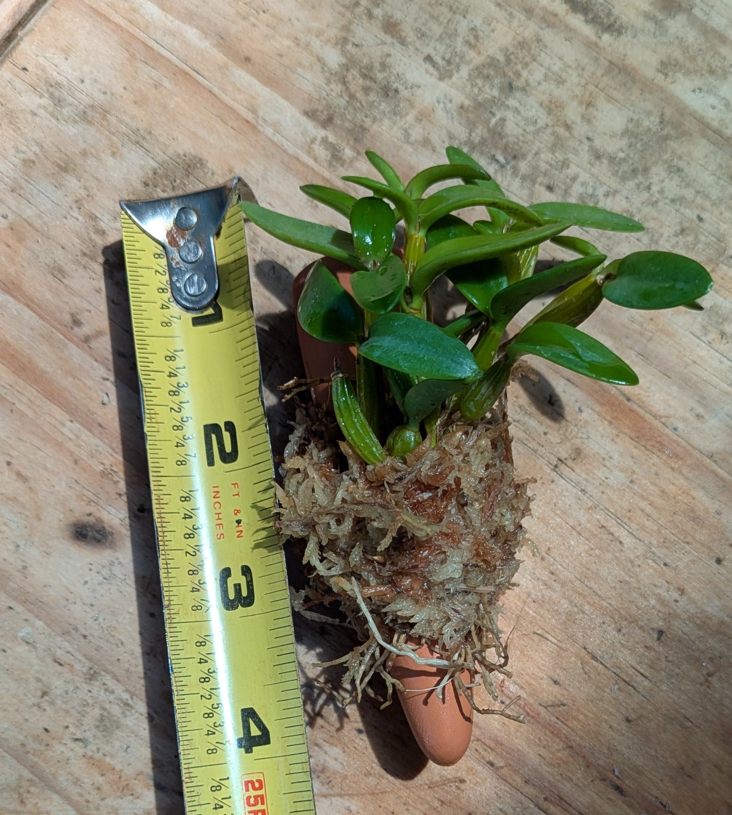 Dendrobium pachyphyllum – Mounted Miniature Species Orchid