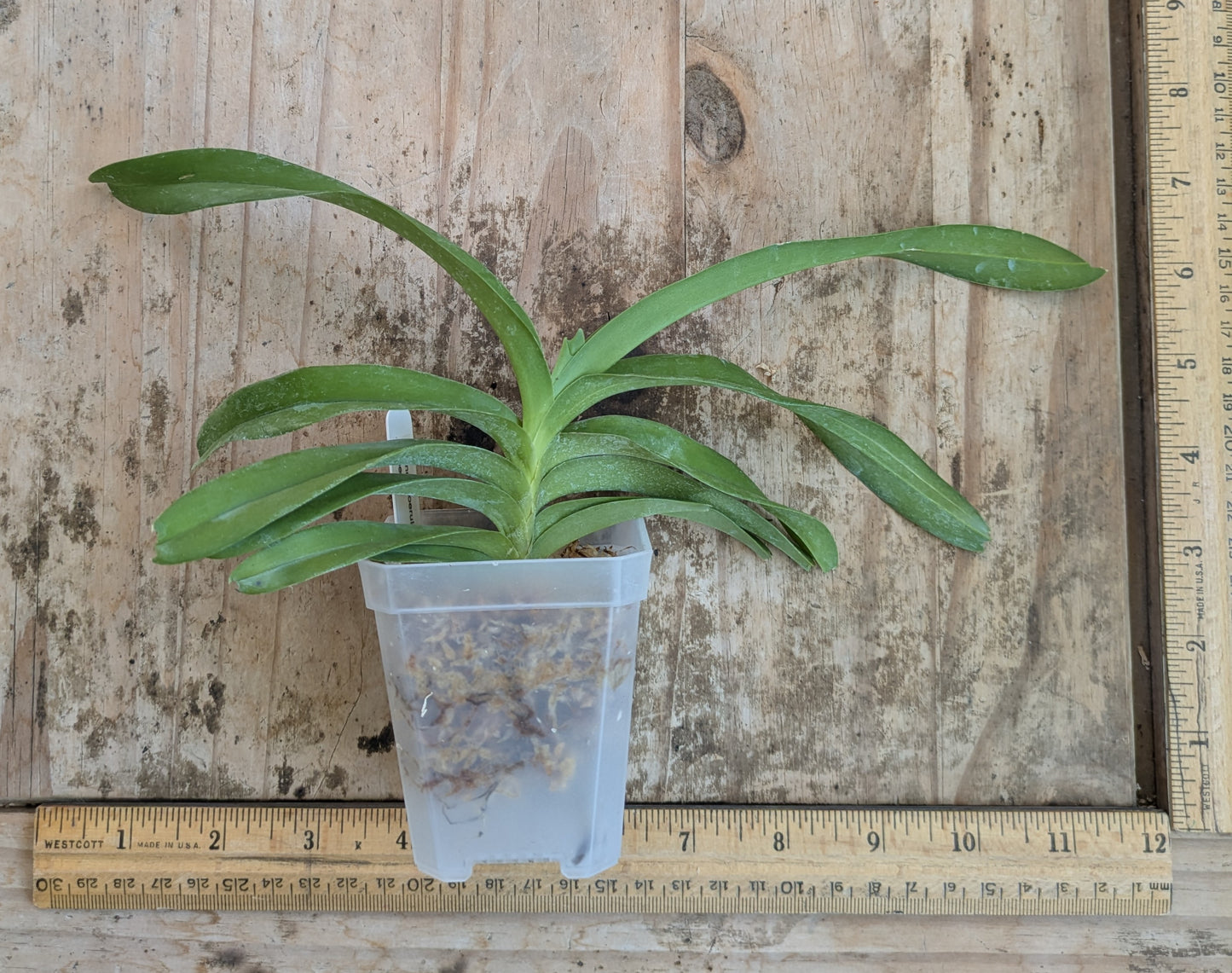 A rare pink form of the blue vanda species/ Vanda coerulea 'pink'/ blooming size in 3" nursery pot