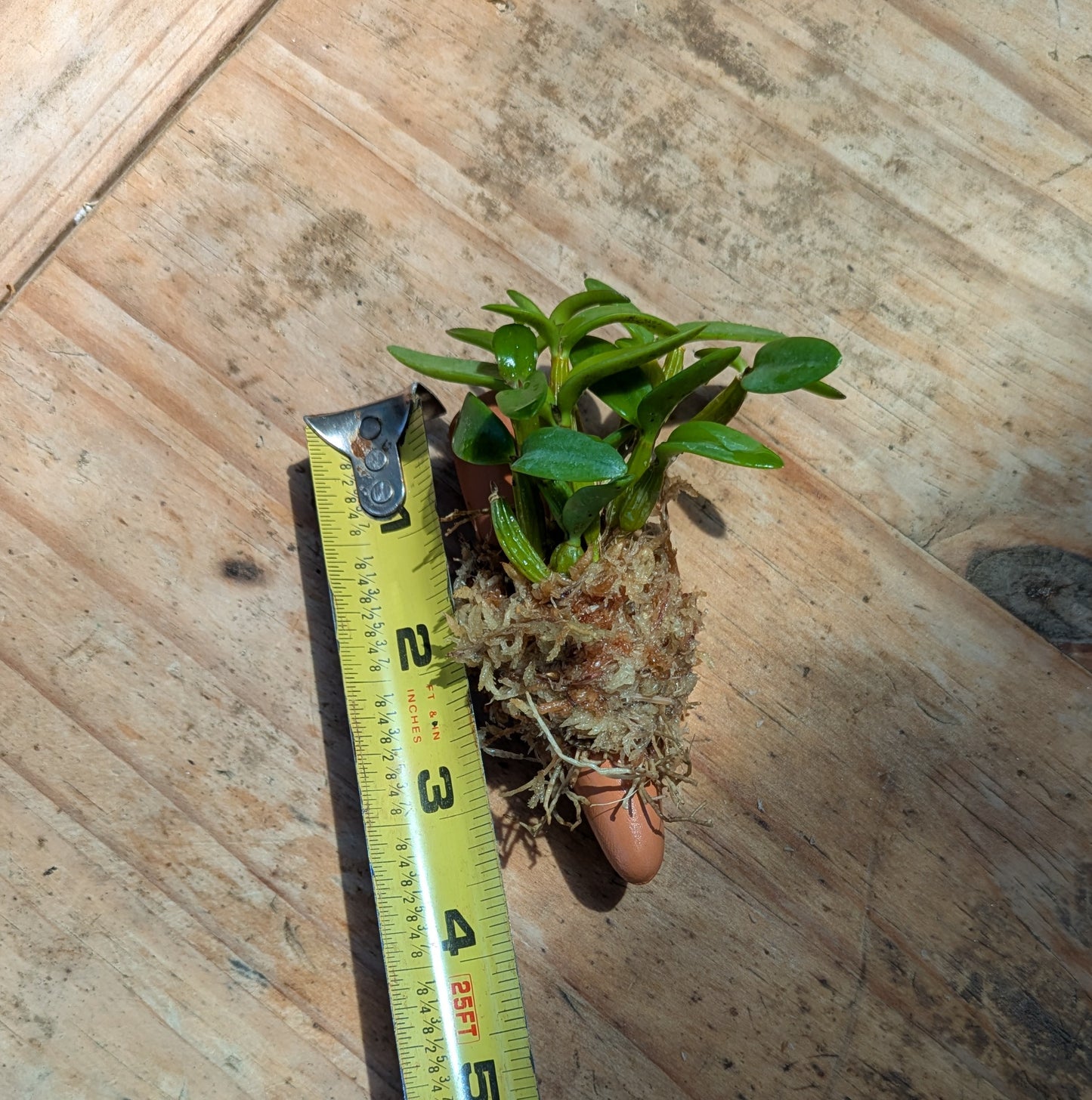 Dendrobium pachyphyllum – Mounted Miniature Species Orchid