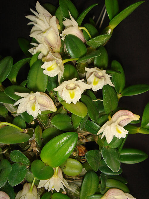 Dendrobium pachyphyllum – Mounted Miniature Species Orchid