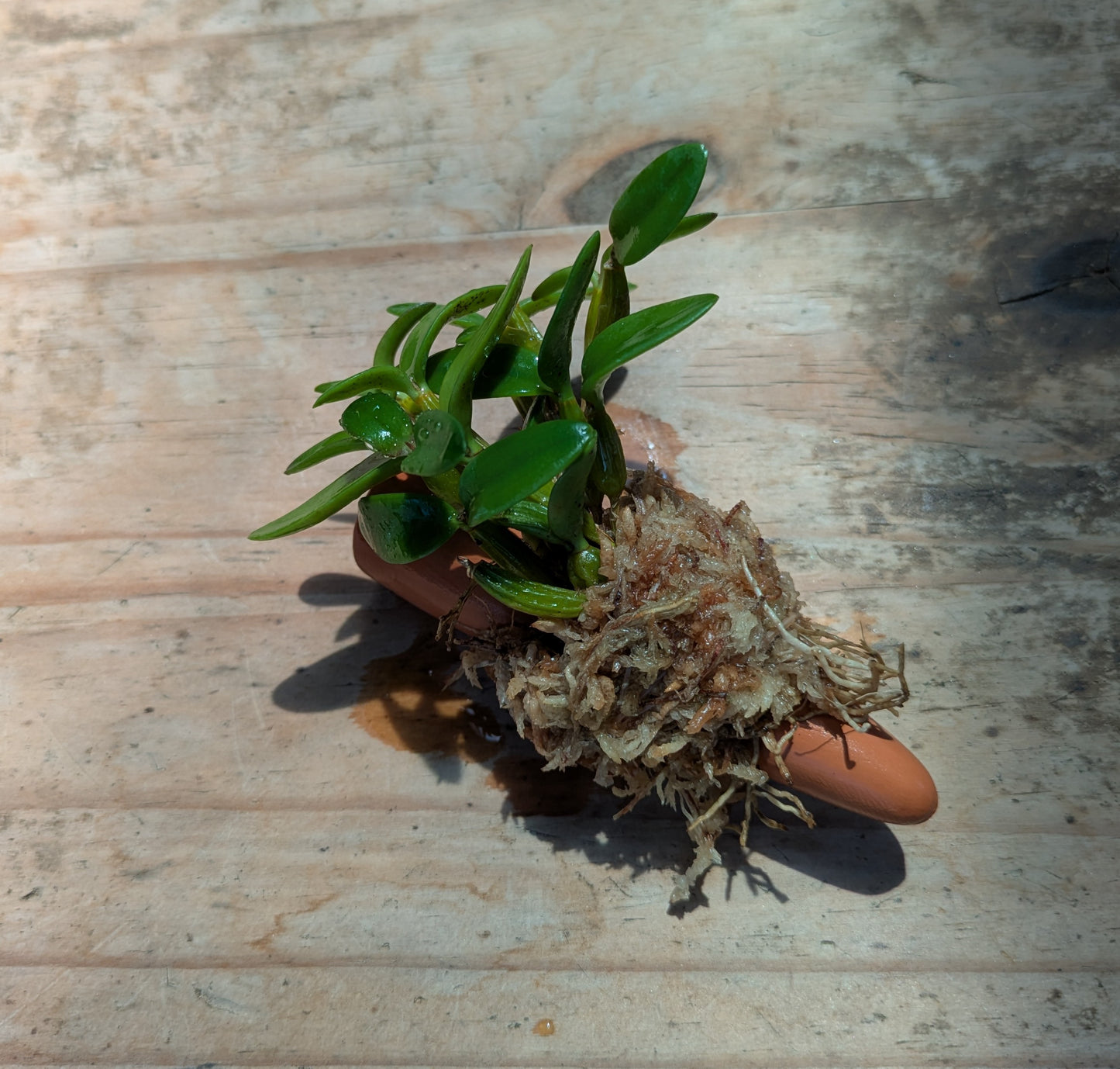 Dendrobium pachyphyllum – Mounted Miniature Species Orchid