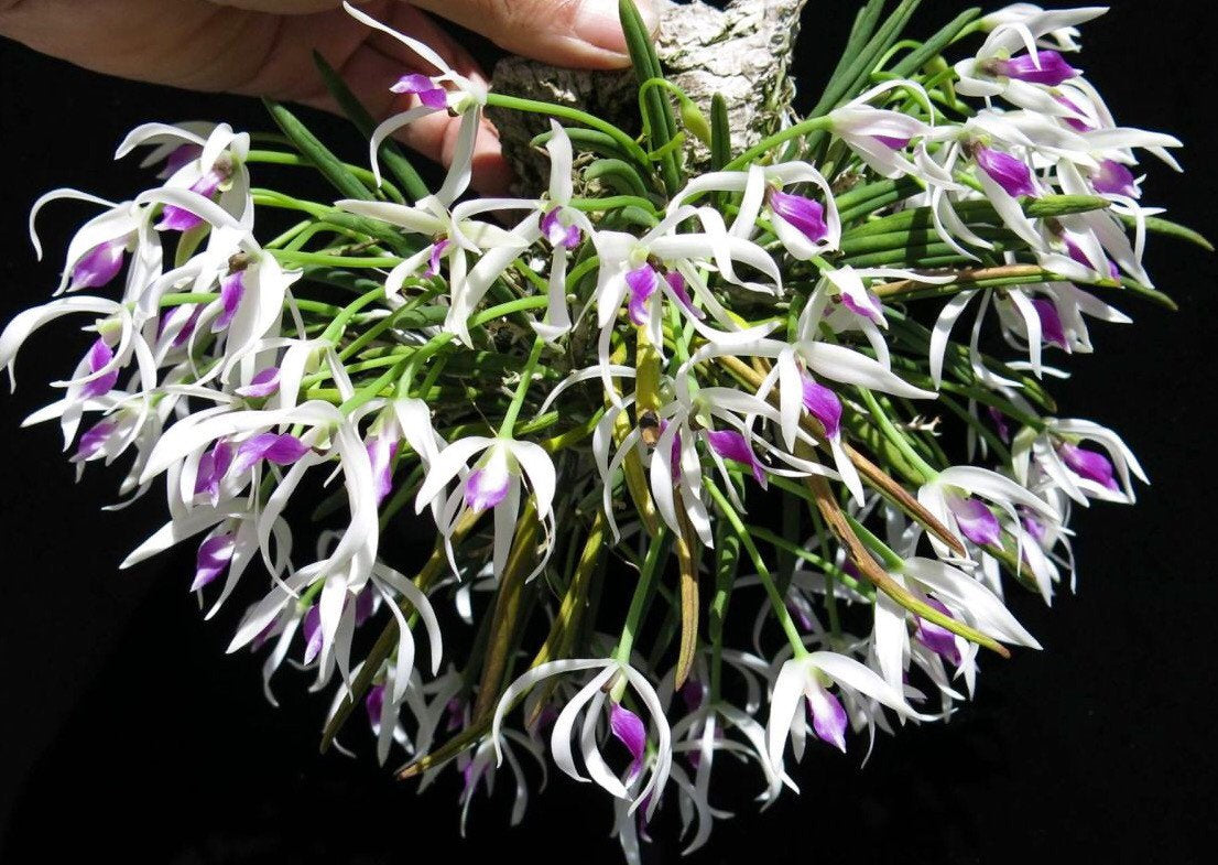 Leptotes A rare find species orchid/ Leptotes bicolor – June's Orchids