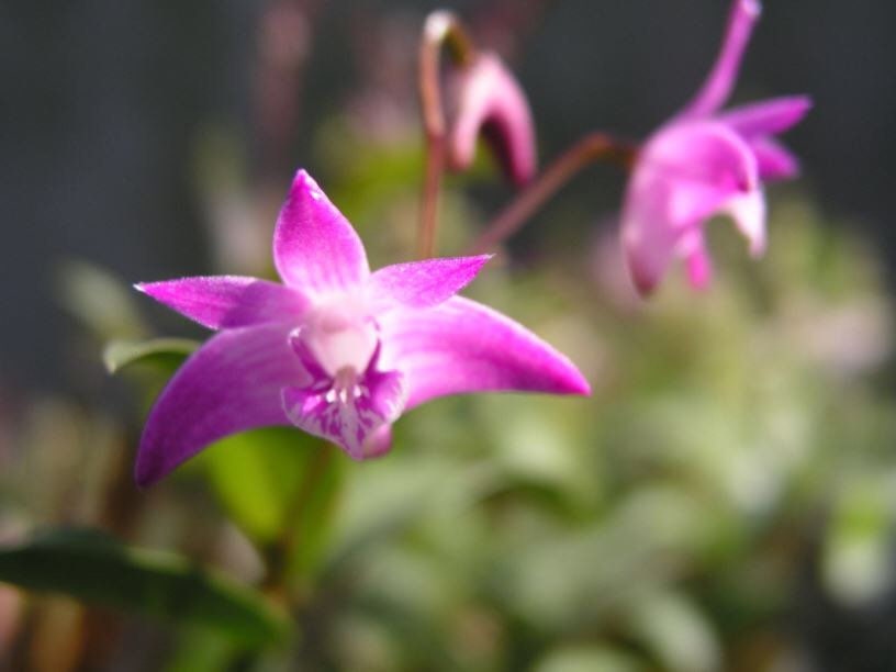 Fragrant orchid/Blooming size/ Den. Kingianum (pink) / compact plants/ 3” nursery pot.