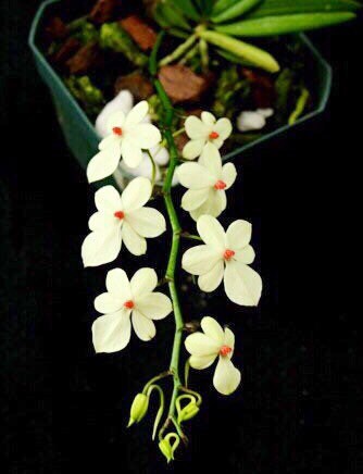 A miniture species orchid/ Aerangis luteoalba v. Rhodosticta