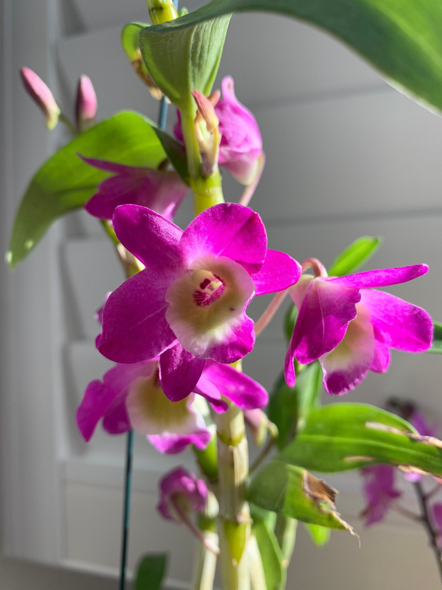 A beautiful nobile orchid/ Dendrobium Hawaiian ’GC’