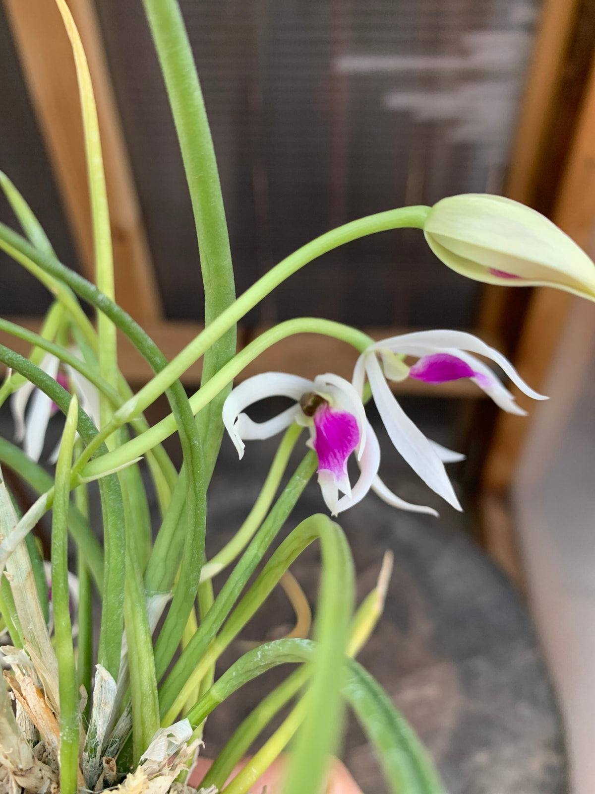Leptotes A rare find species orchid/ Leptotes bicolor – June's Orchids