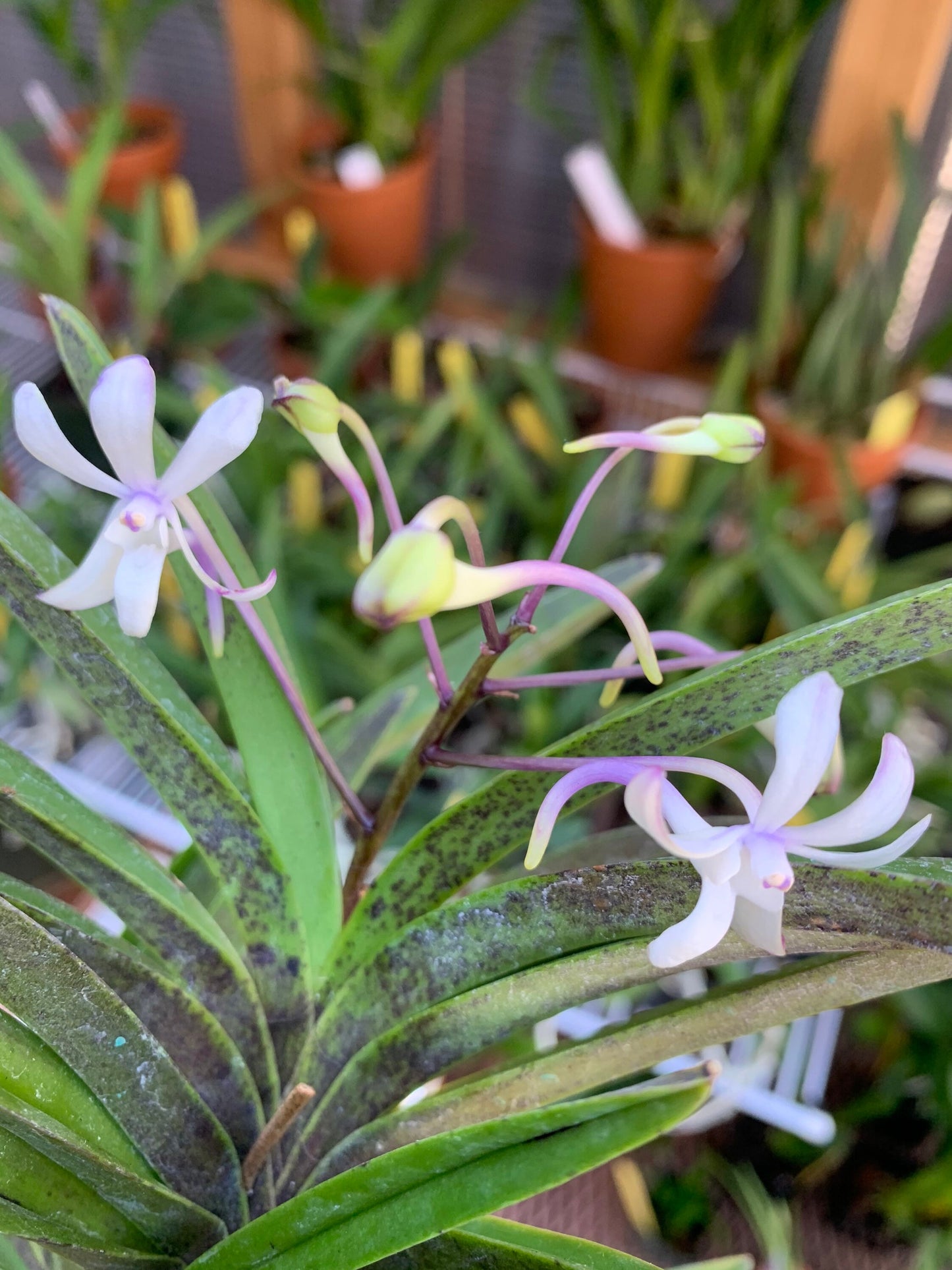 A very fragrant orchid/ Darwinara Rainbow Stars