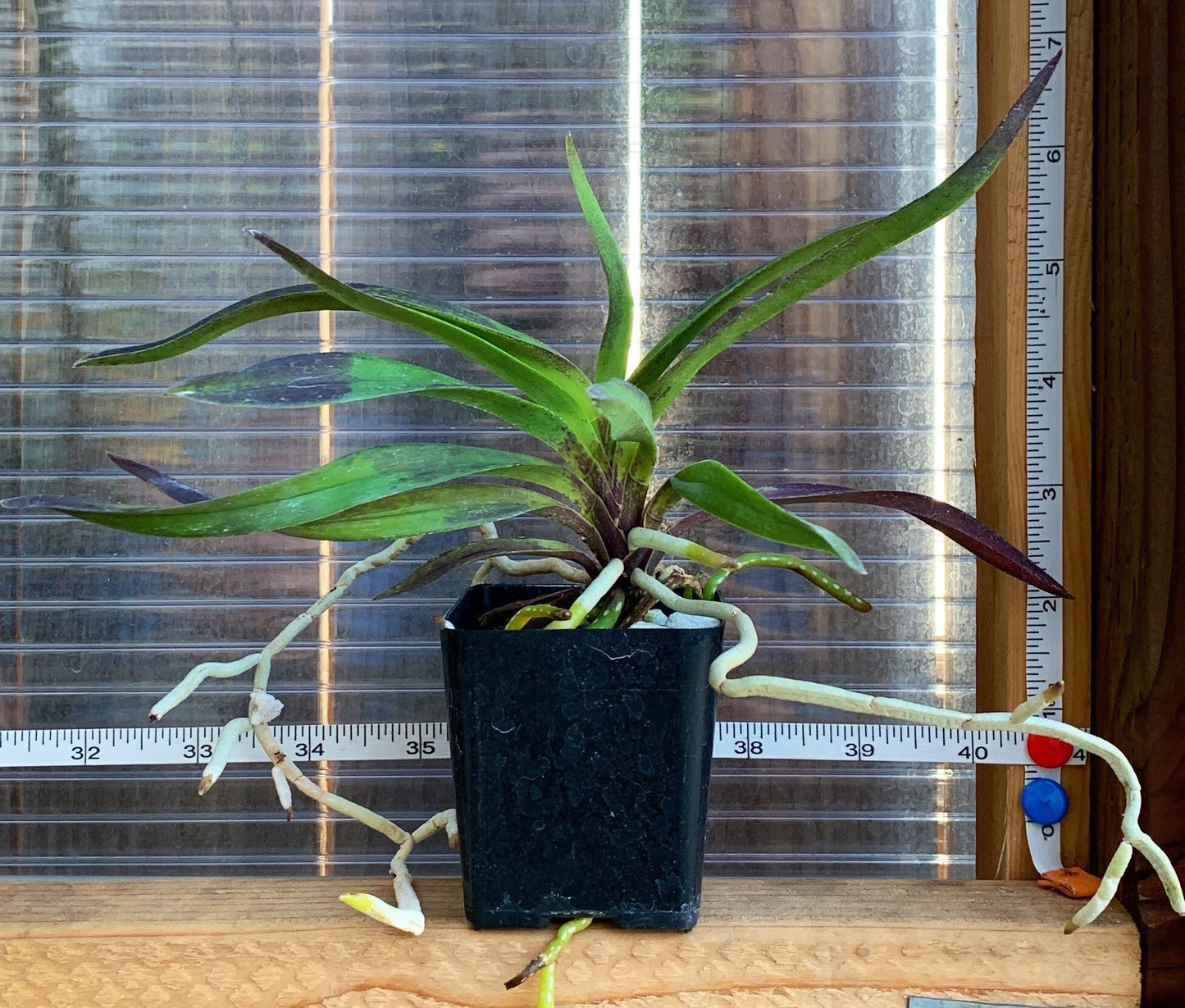 A very fragrant orchid/ Darwinara Rainbow Stars