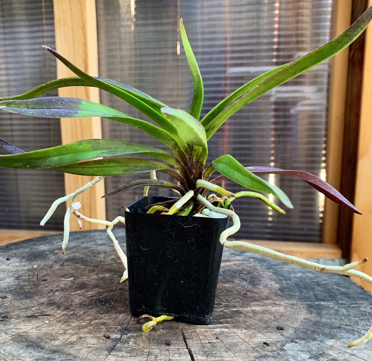 A very fragrant orchid/ Darwinara Rainbow Stars