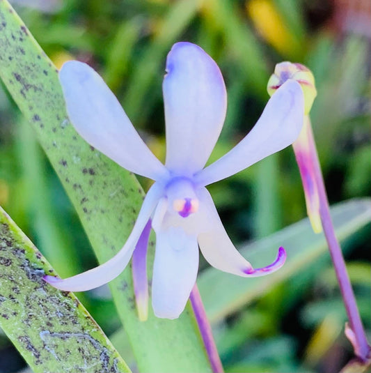 A very fragrant orchid/ Darwinara Rainbow Stars