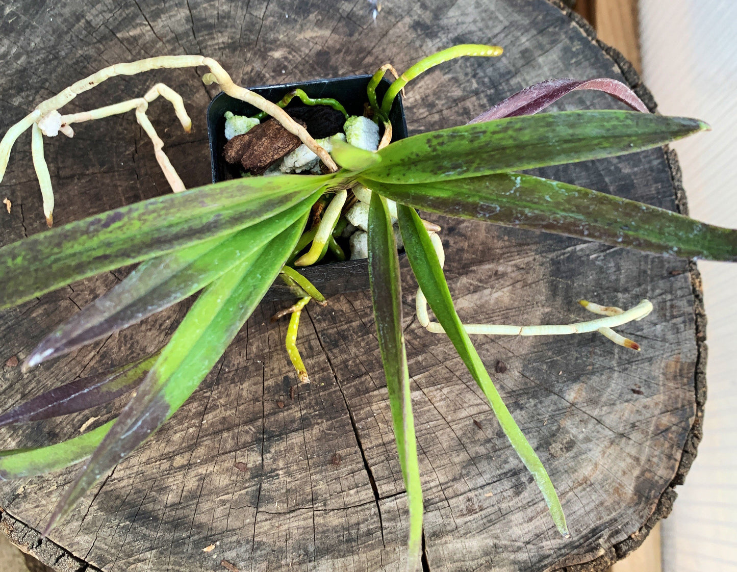 A very fragrant orchid/ Darwinara Rainbow Stars