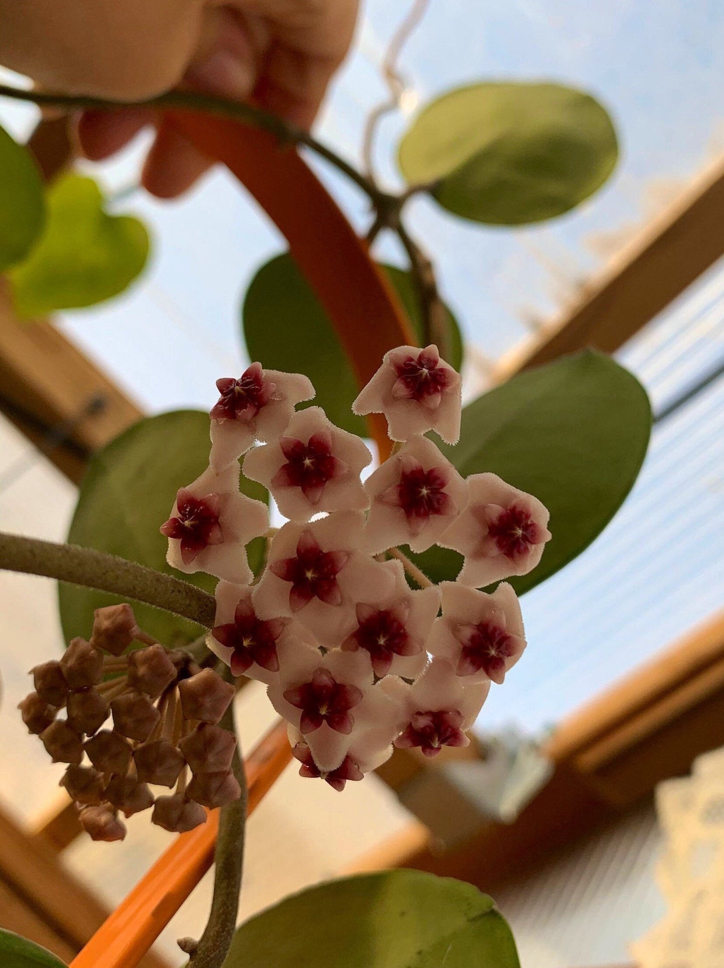 Hoya obovata Complete rooted house plant