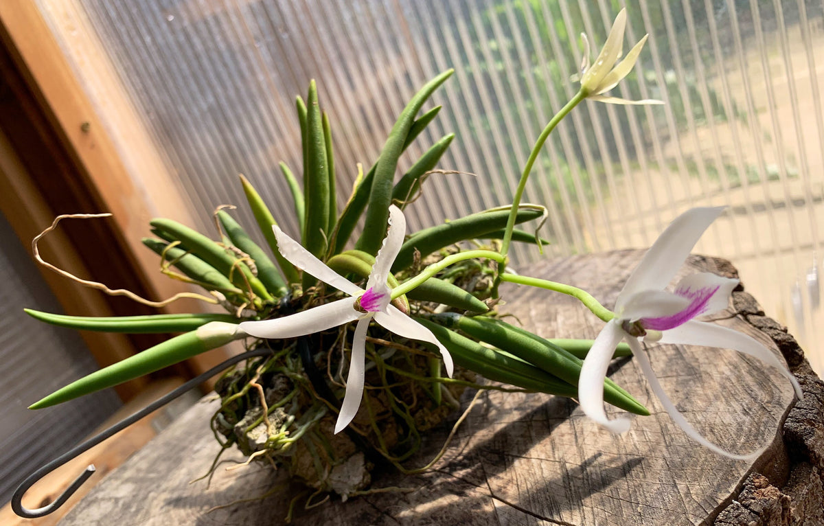 Leptotes A rare find species orchid/ Leptotes bicolor – June's Orchids