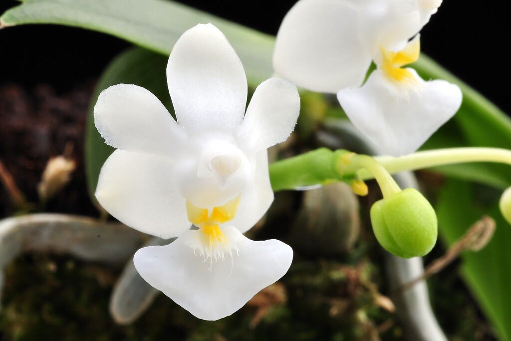A super cute species tiny orchid / Phalaenopsis parshii fam alba