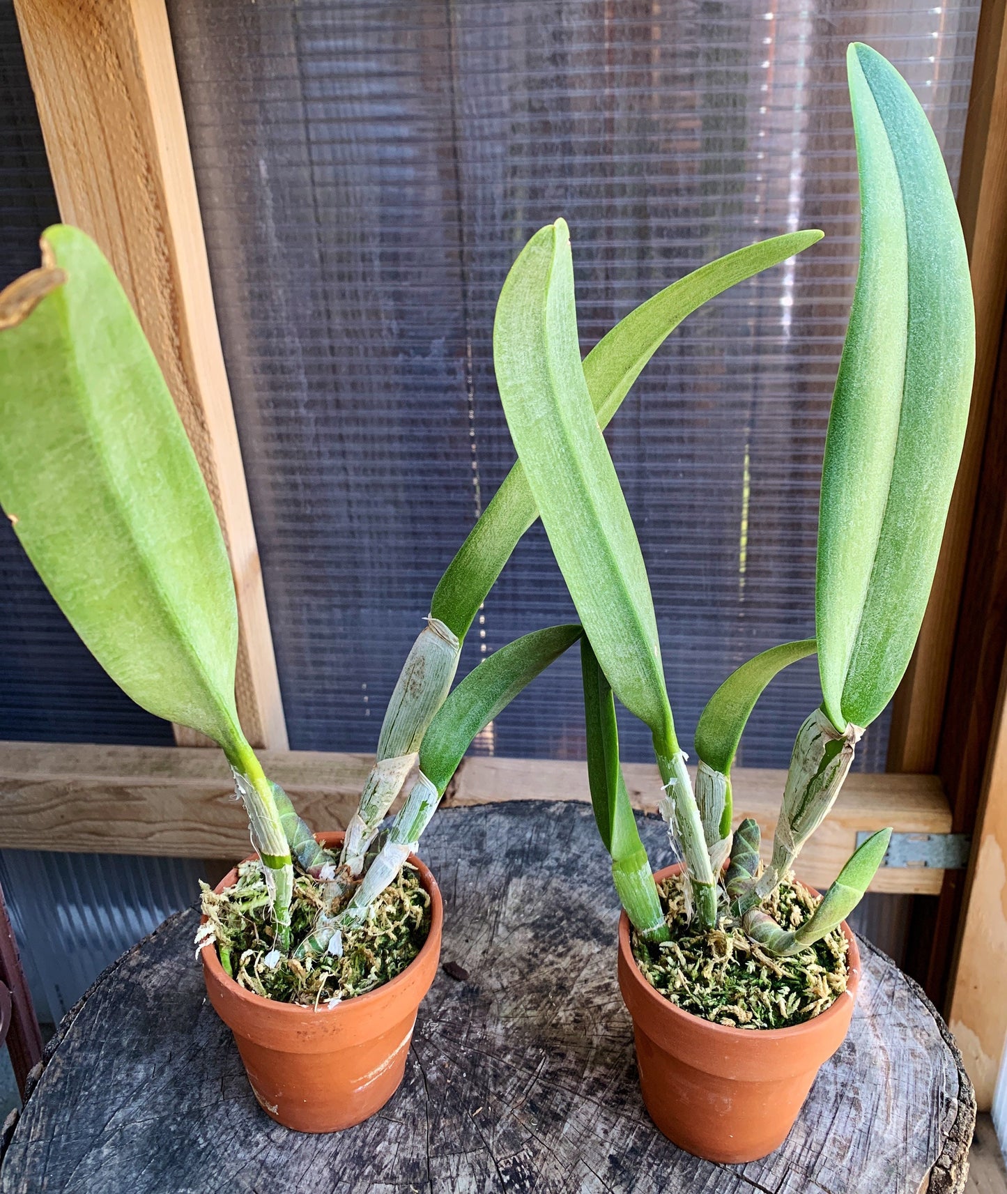 Fragrant orchid /Rhyncholaelia digbyana ‘green giant’ AM/AOS/ blooming size / 3”nursery pot.