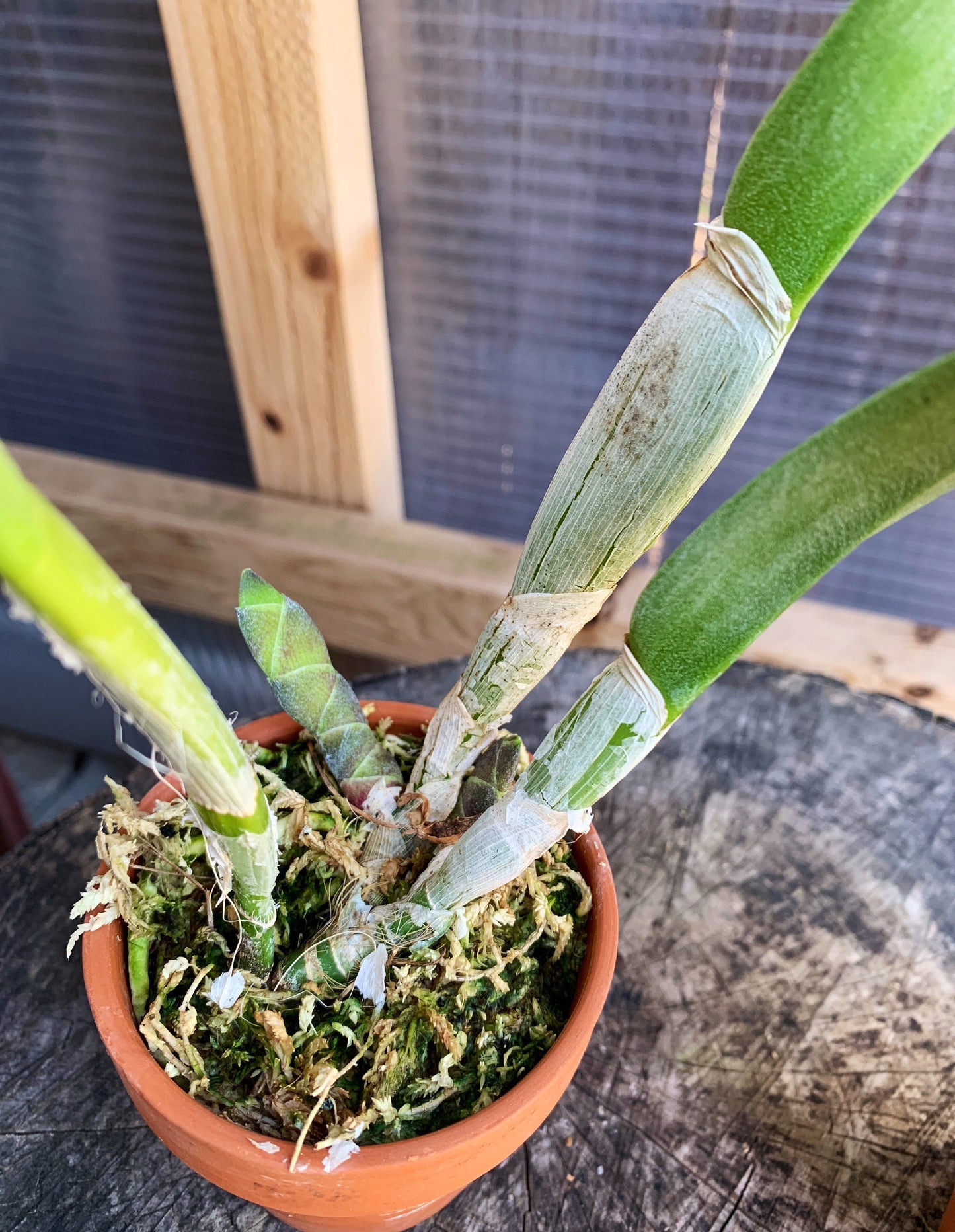 Fragrant orchid /Rhyncholaelia digbyana ‘green giant’ AM/AOS/ blooming size / 3”nursery pot.