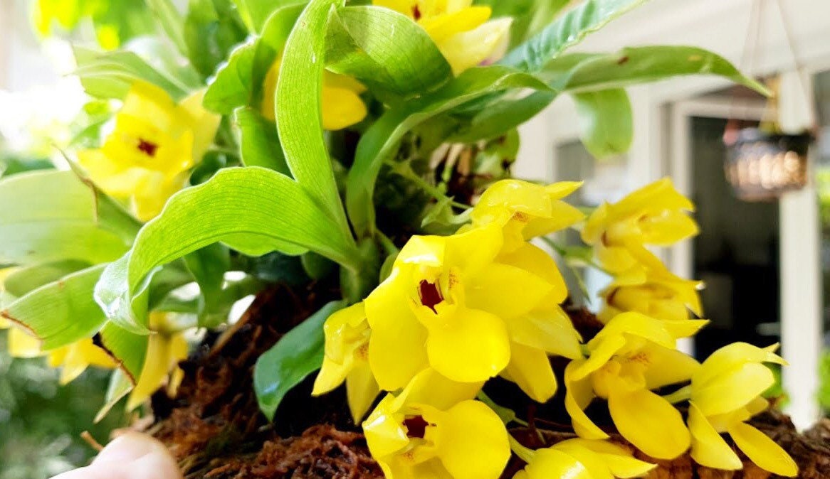 Fragrant miniature orchid/ rare find/ Promenaea xanthina/ 2 1/2” pot