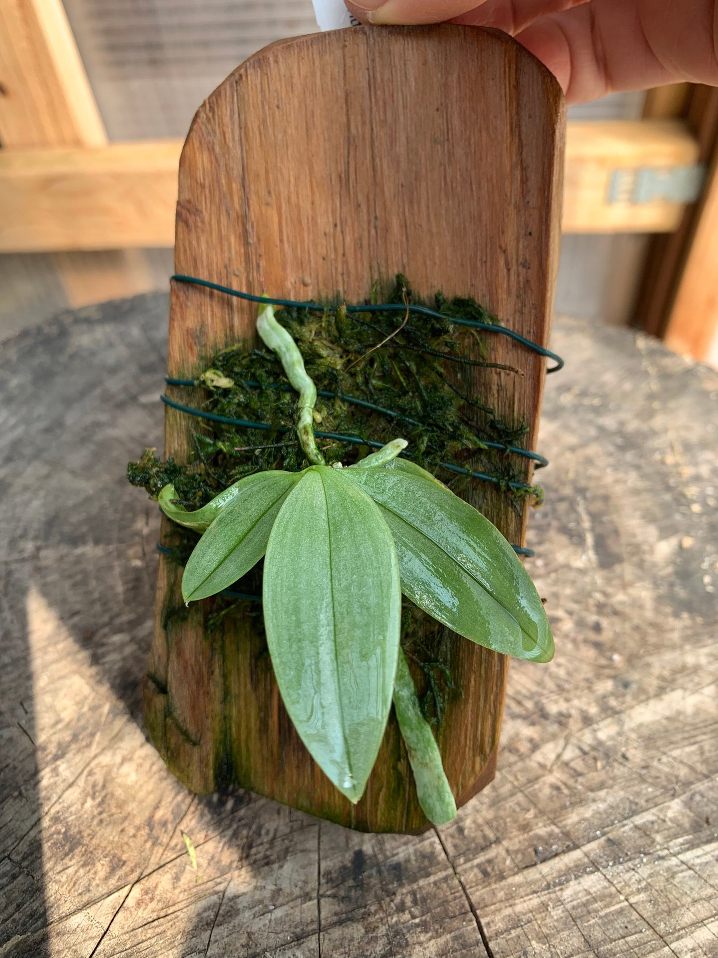 A super cute species tiny orchid / Phalaenopsis parshii fam alba