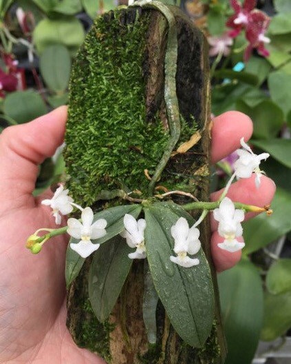 A super cute species tiny orchid / Phalaenopsis parshii fam alba