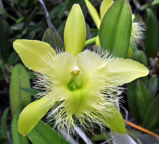 Fragrant orchid /Rhyncholaelia digbyana ‘green giant’ AM/AOS/ blooming size / 3”nursery pot.