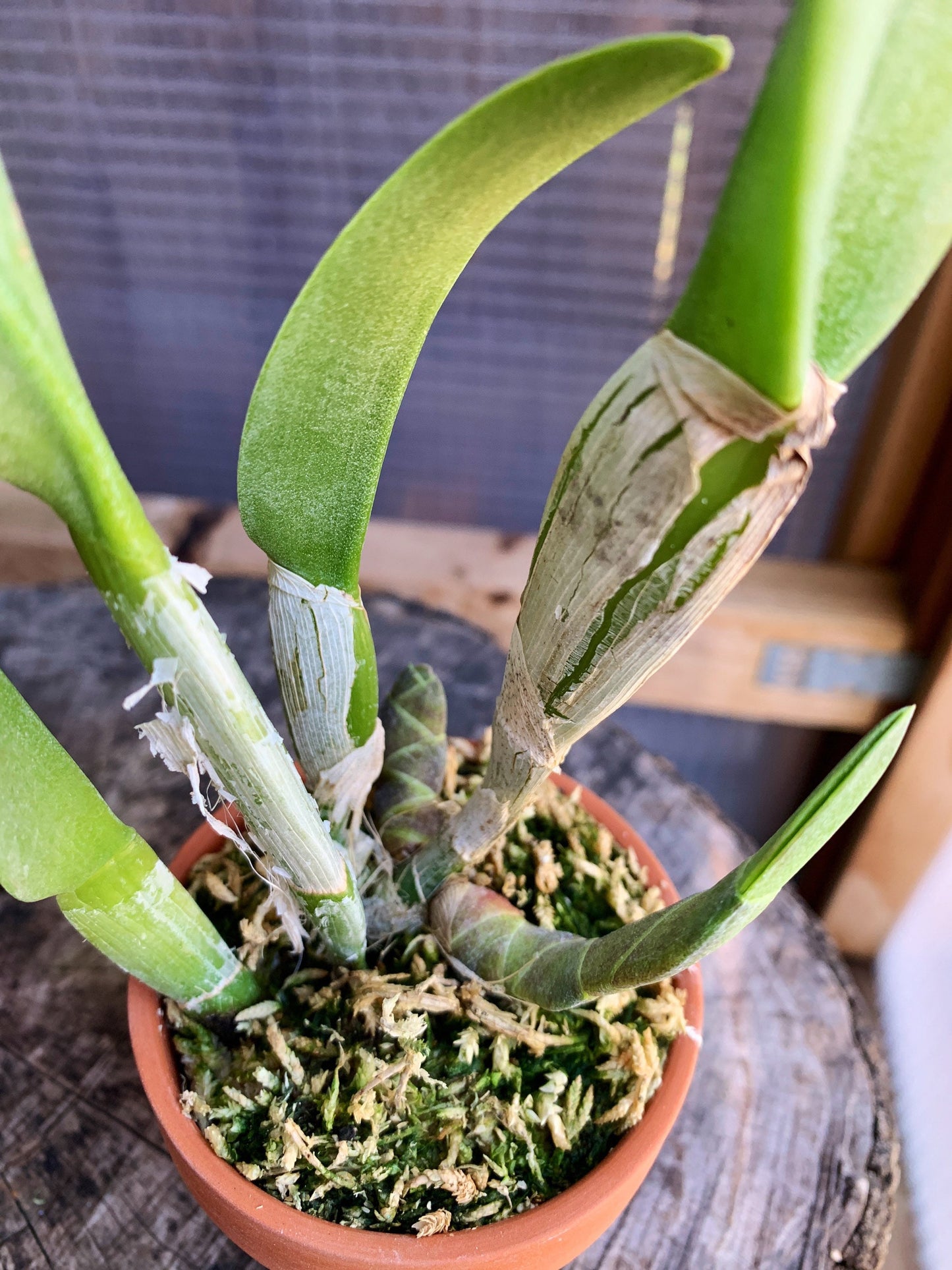 Fragrant orchid /Rhyncholaelia digbyana ‘green giant’ AM/AOS/ blooming size / 3”nursery pot.