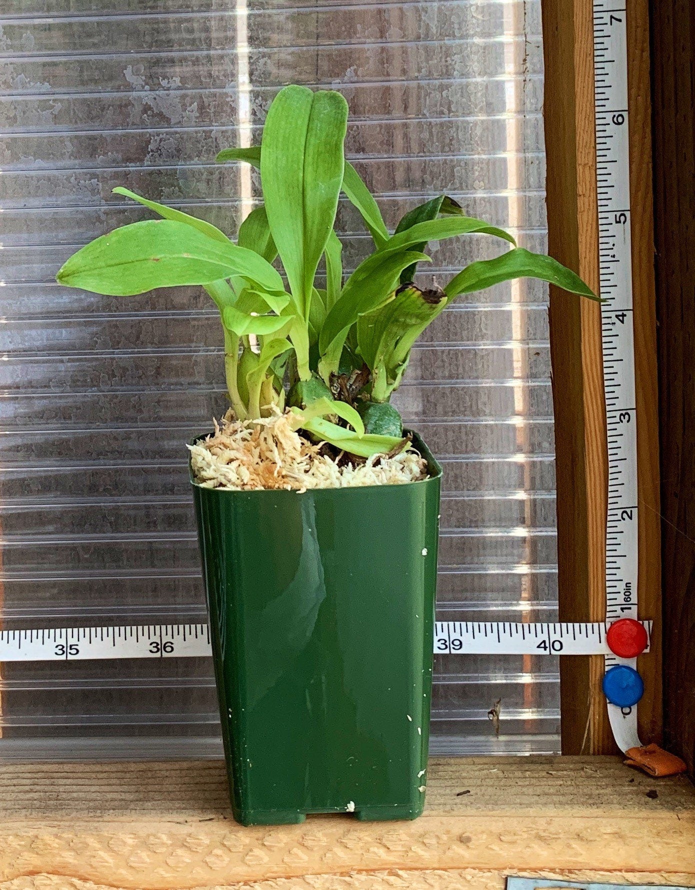 Fragrant miniature orchid/ rare find/ Promenaea xanthina/ 2 1/2” pot