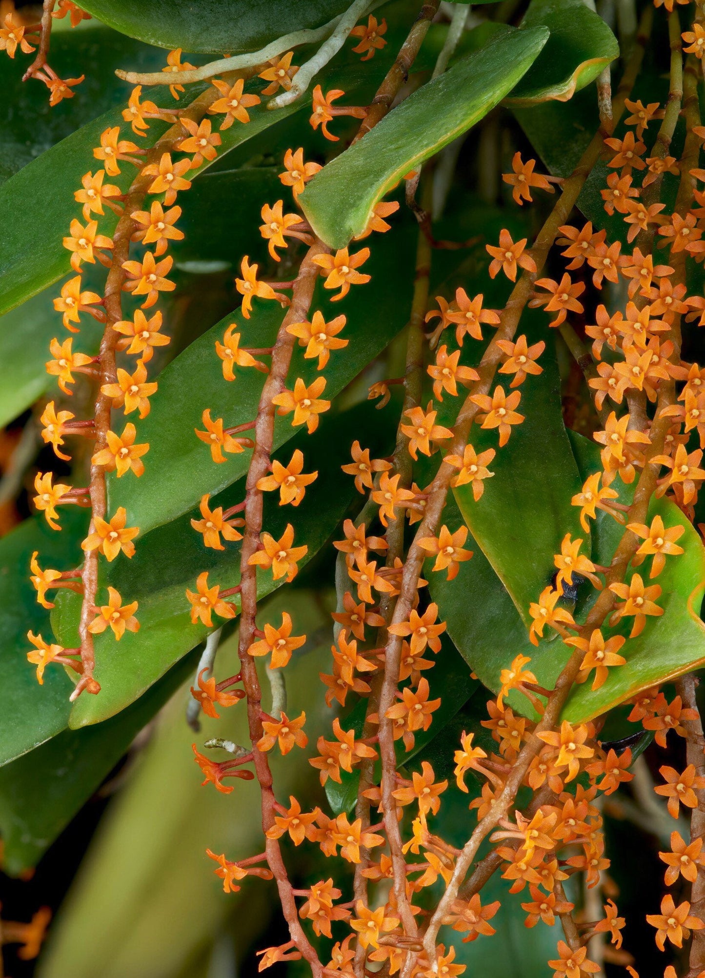 A miniture species orchid / Aerangis hildebrandtii