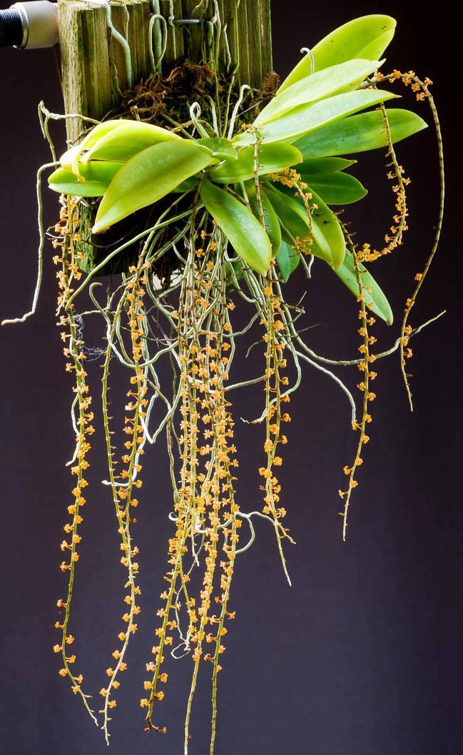 A miniture species orchid / Aerangis hildebrandtii