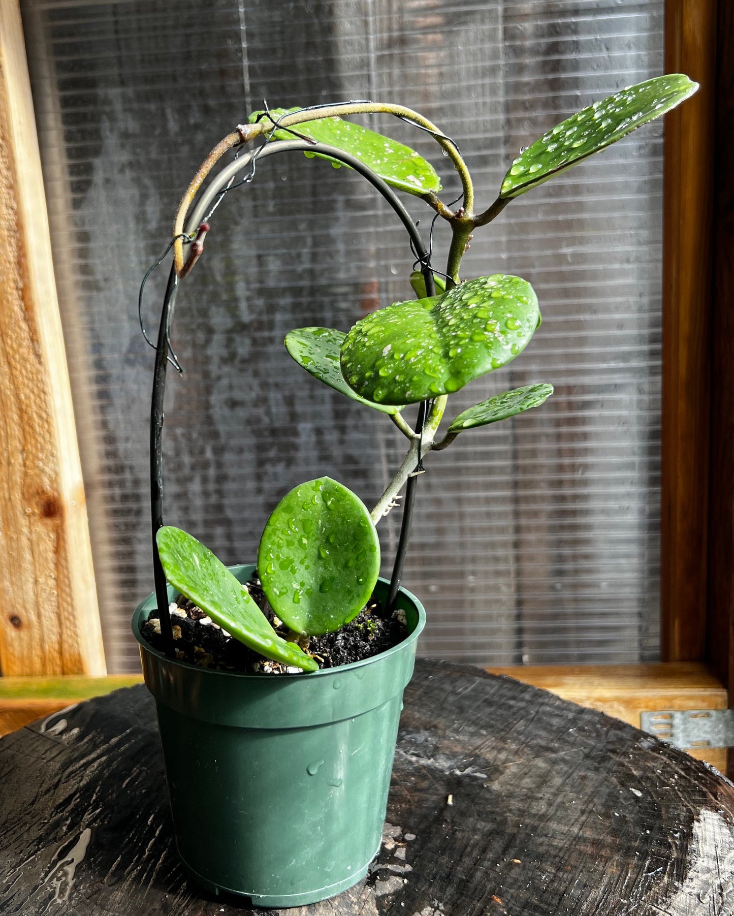 Hoya obovata Complete rooted house plant