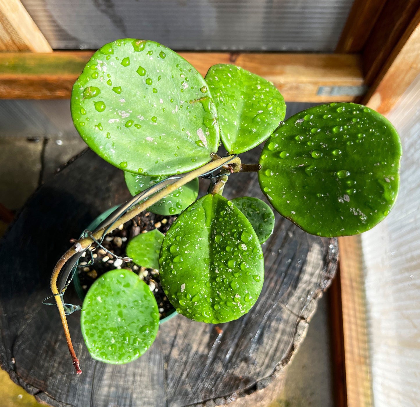 Hoya obovata Complete rooted house plant