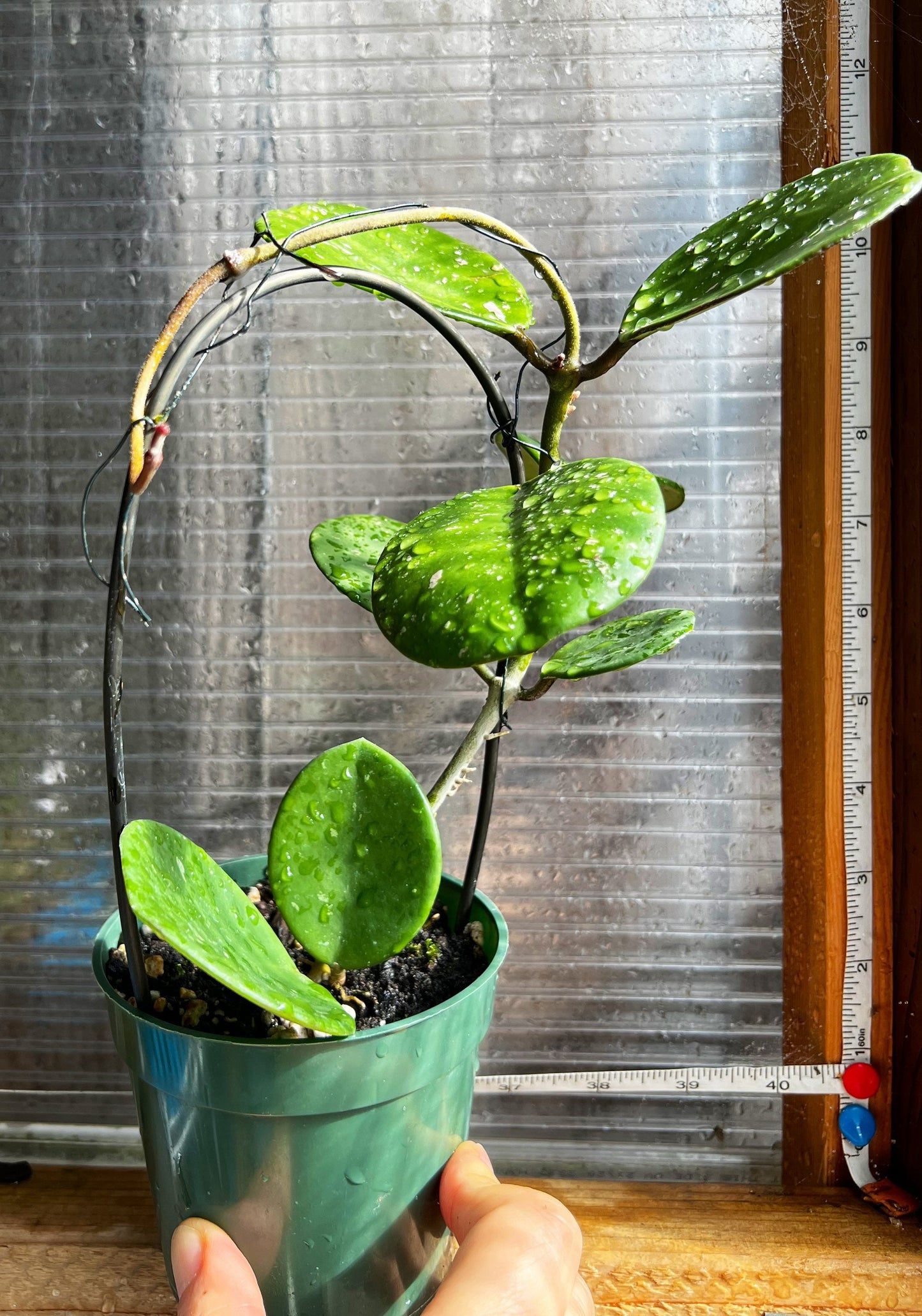 Hoya obovata Complete rooted house plant