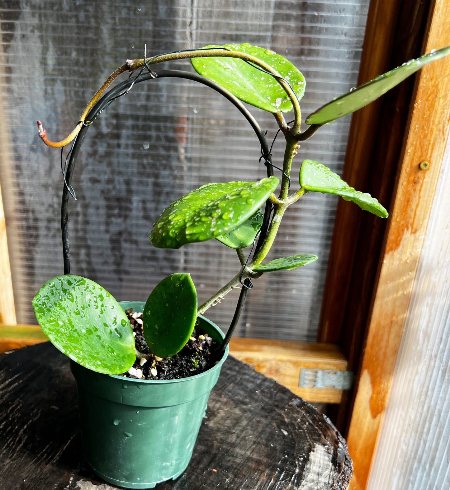 Hoya obovata Complete rooted house plant