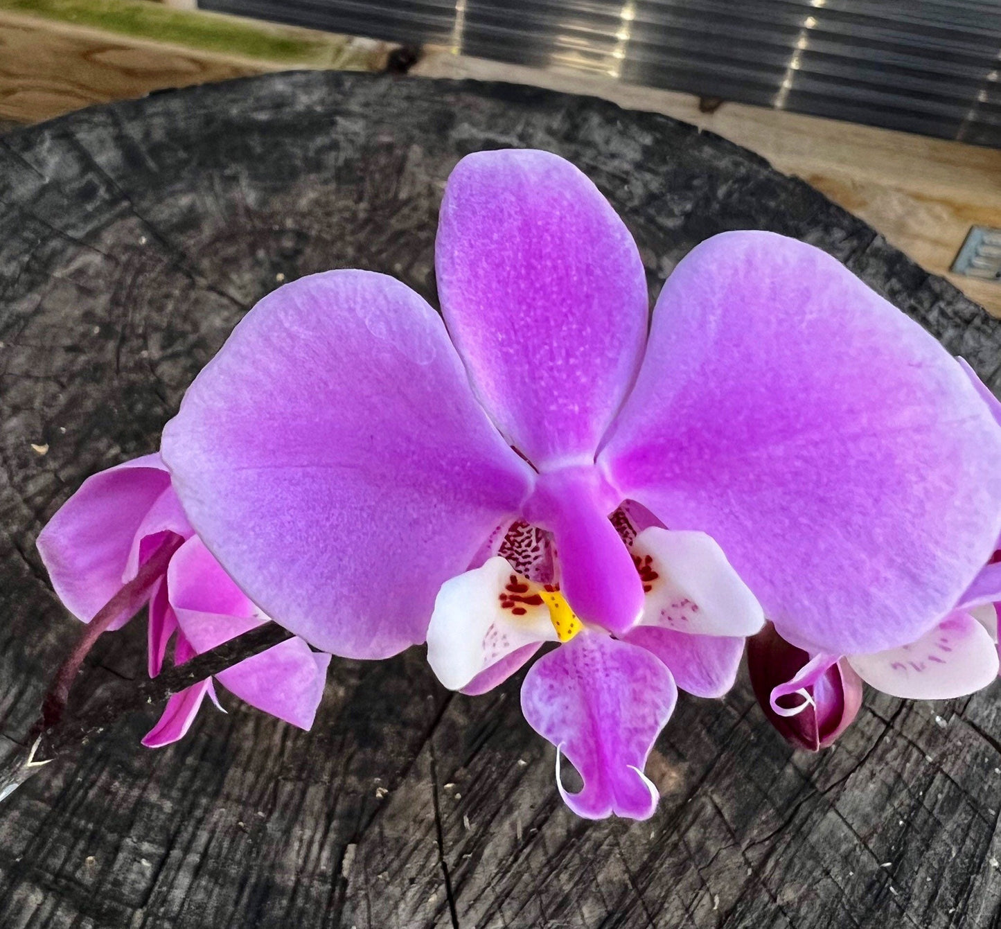 Blooming before/ A collection species orchid/ Phalaenopsis schilleriana