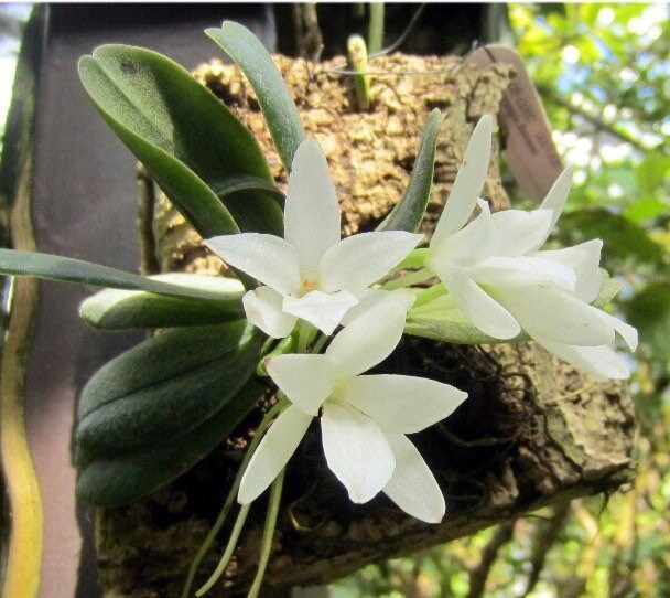 A miniture species orchid / Aerangis fastuosa