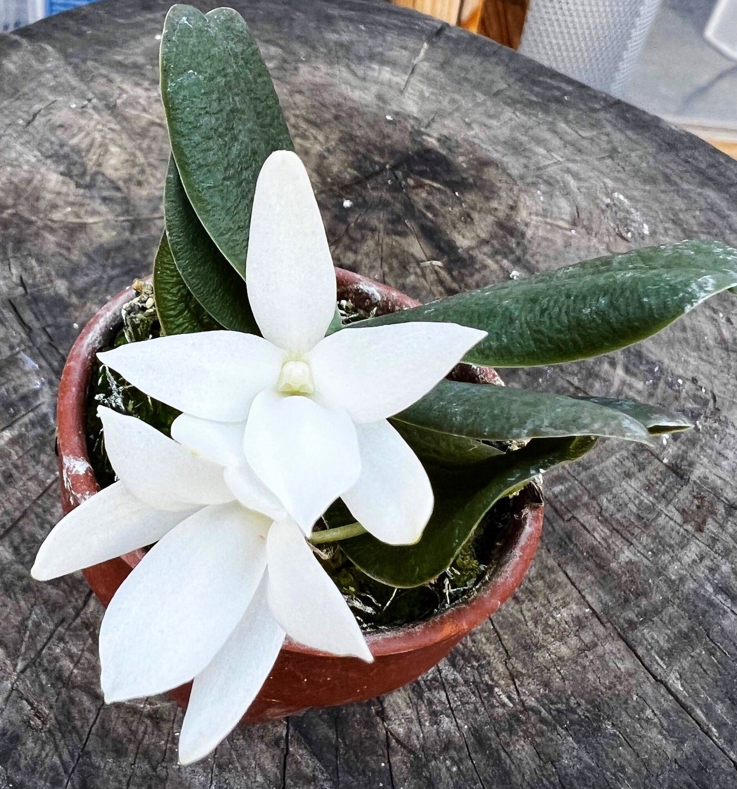 A miniture species orchid / Aerangis fastuosa