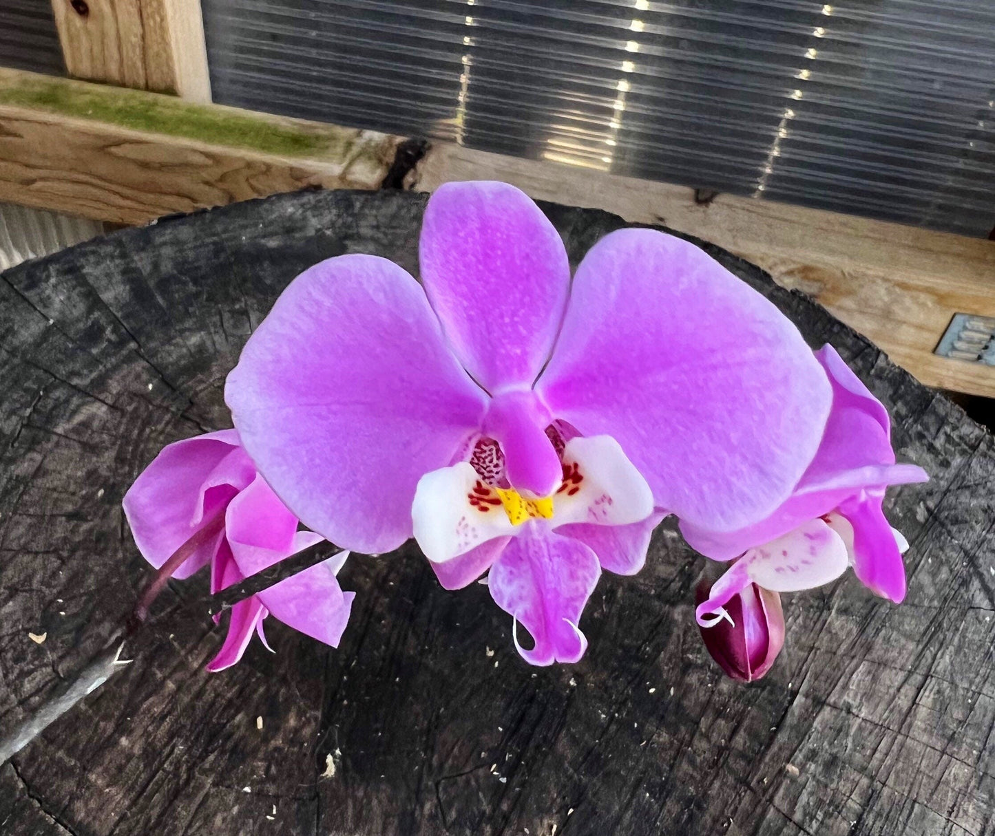 Blooming before/ A collection species orchid/ Phalaenopsis schilleriana