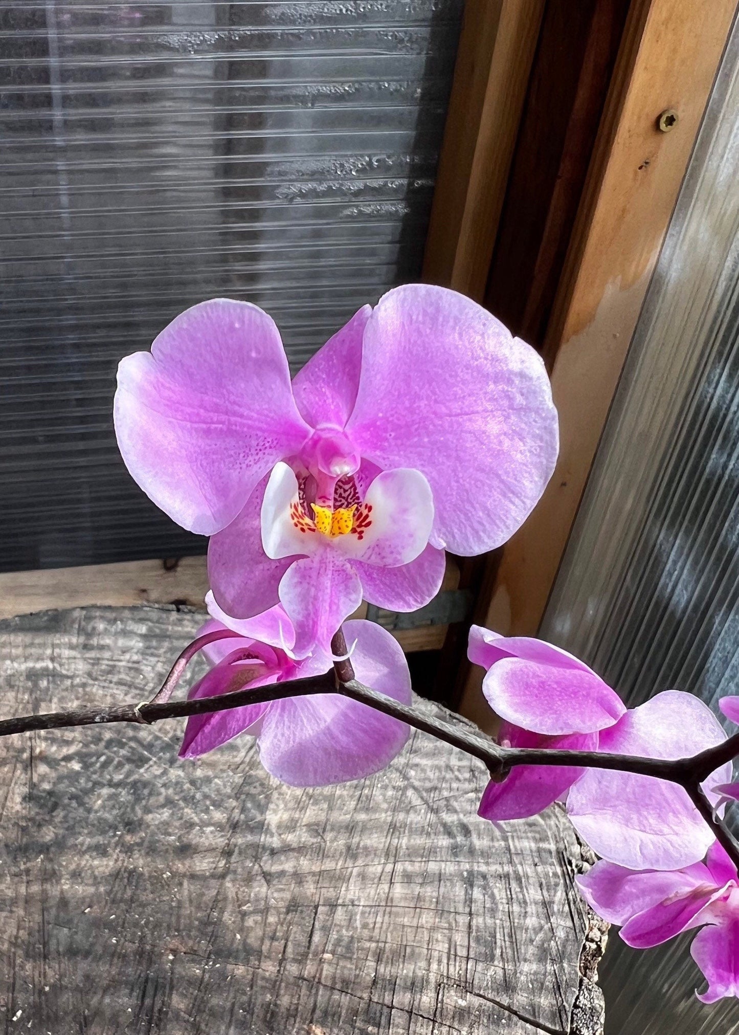 Blooming before/ A collection species orchid/ Phalaenopsis schilleriana
