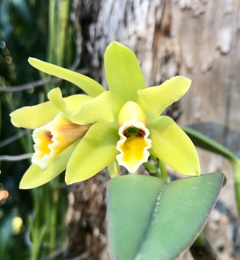 Fragrant species orchid/ mini cattleya luteola (4N)/ 2” nursery pot.