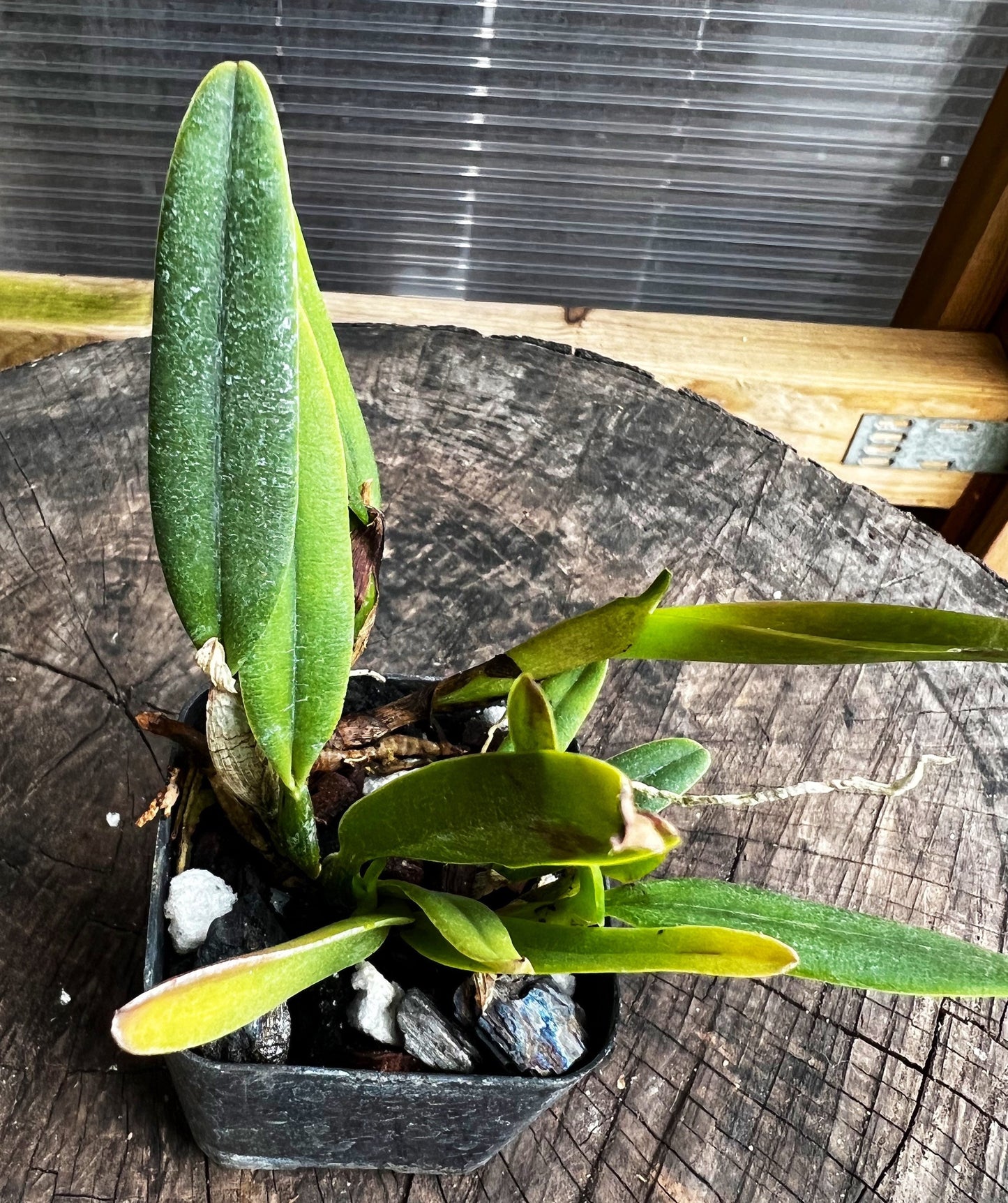 Fragrant species orchid/ mini cattleya luteola (4N)/ 2” nursery pot.