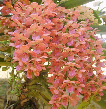 A very fragrant Species orchid / Rhynchostylis gigantea, orange form