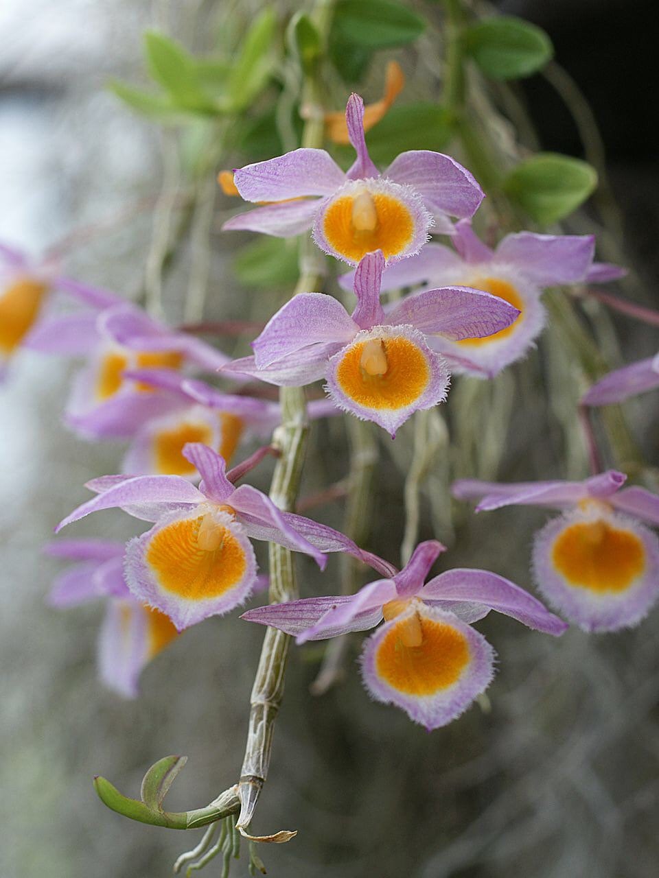 Very fragrant species orchid / Nobel Dendrobium loddigesii