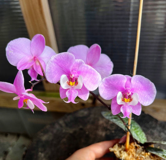 Blooming before/ A collection species orchid/ Phalaenopsis schilleriana