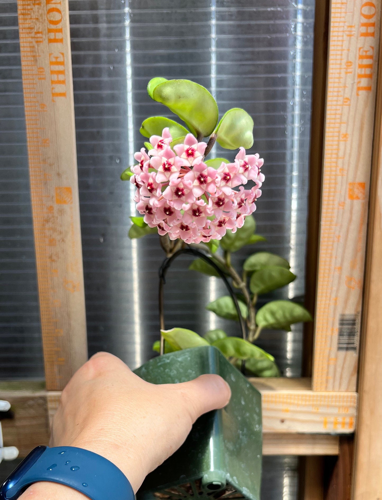 Hoya carnosa / Completely rooted House plant