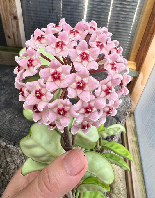 Hoya carnosa / Completely rooted House plant