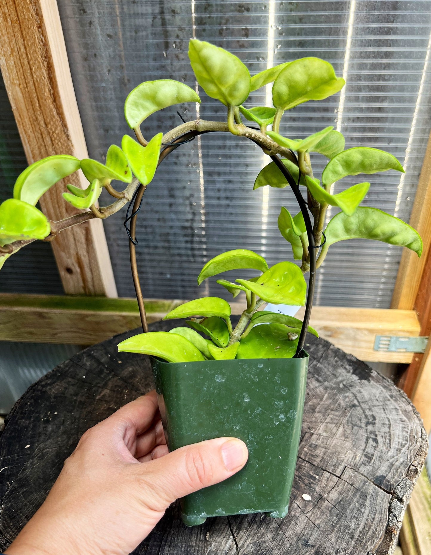 Hoya carnosa / Completely rooted House plant