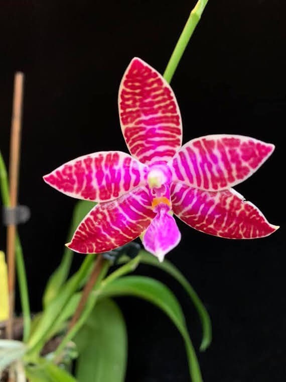 A Fragrant species orchid  / Phalaenopsis lueddemanniana tipo