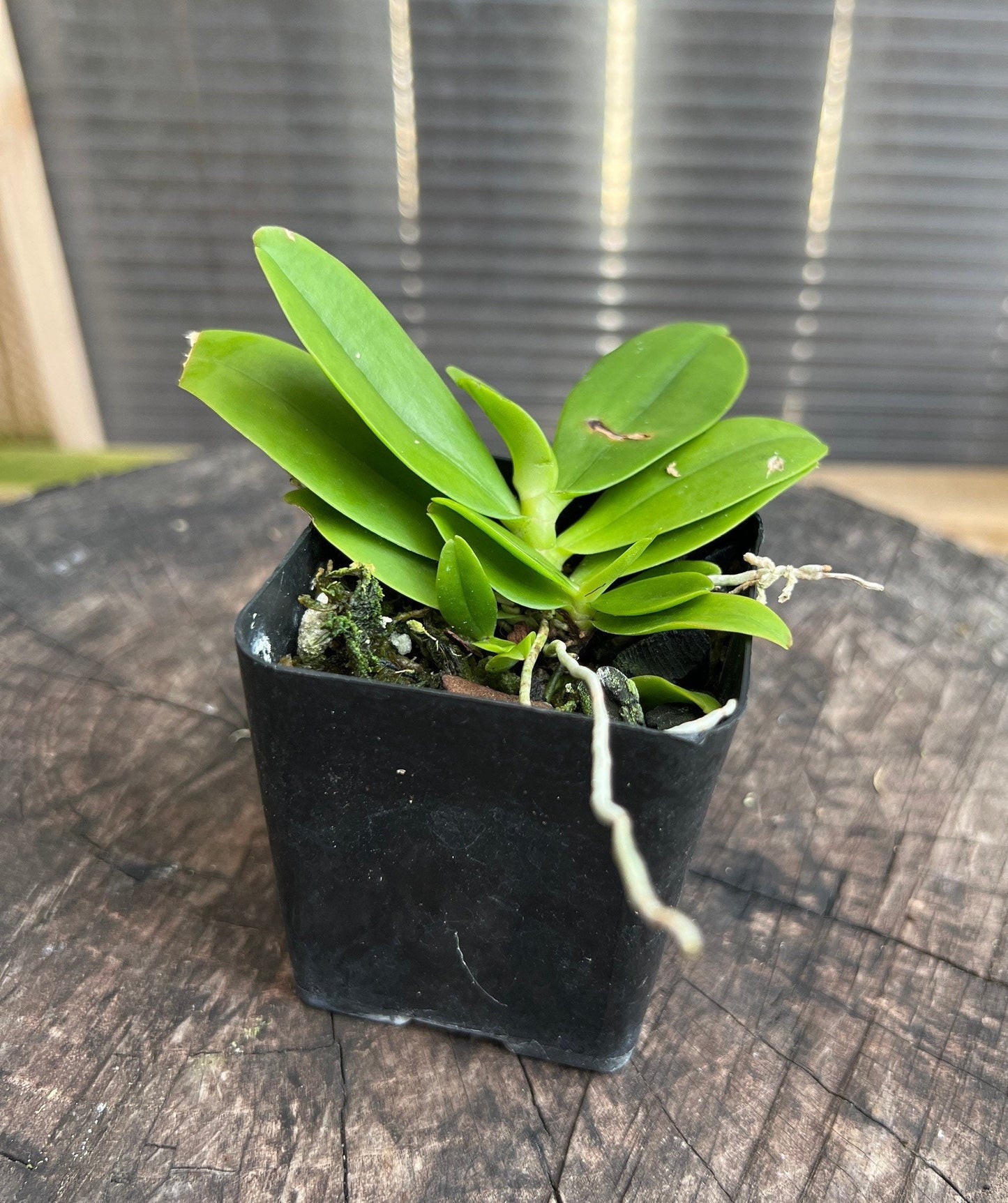 A miniture species orchid / Aerangis hildebrandtii