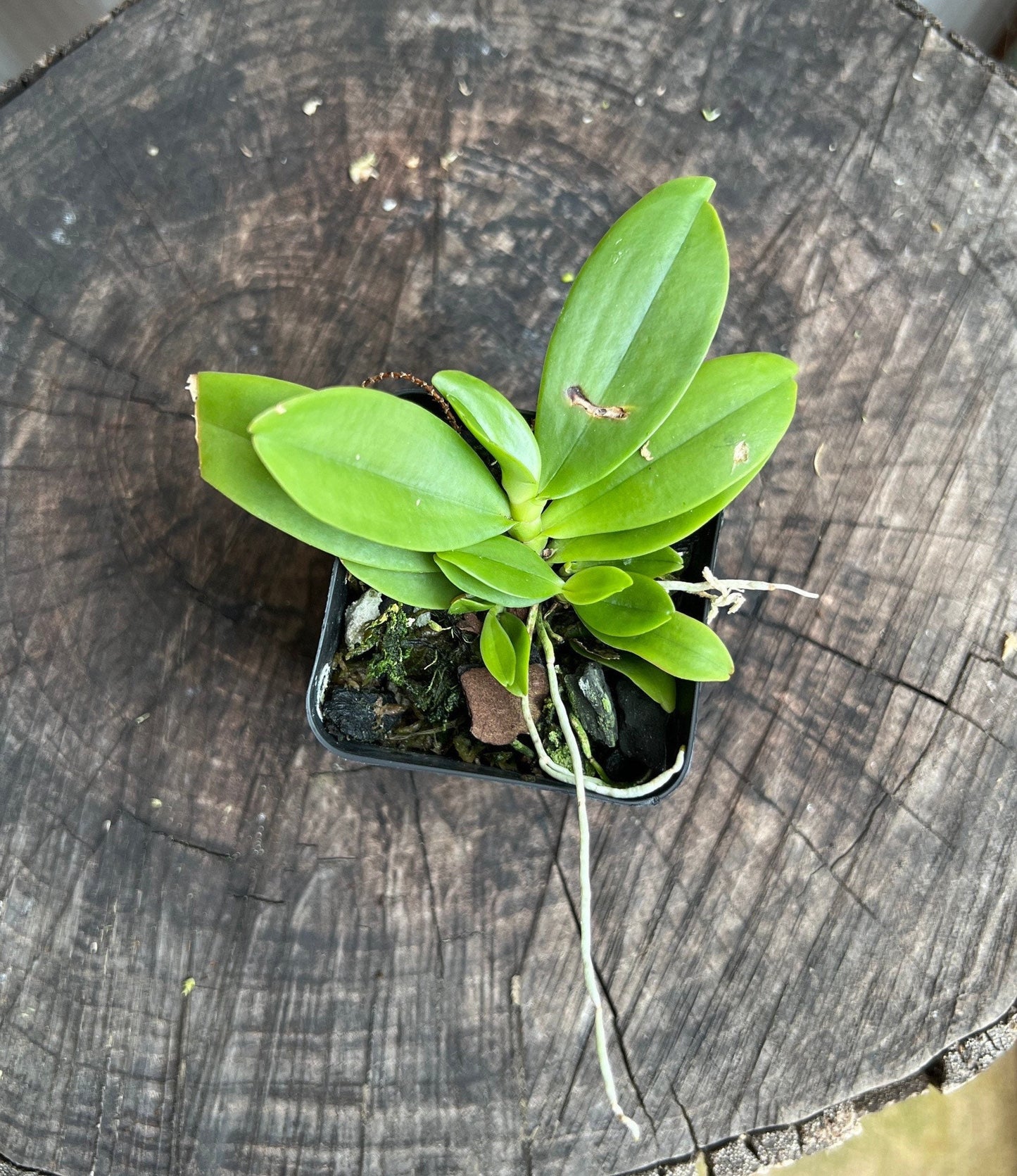 A miniture species orchid / Aerangis hildebrandtii