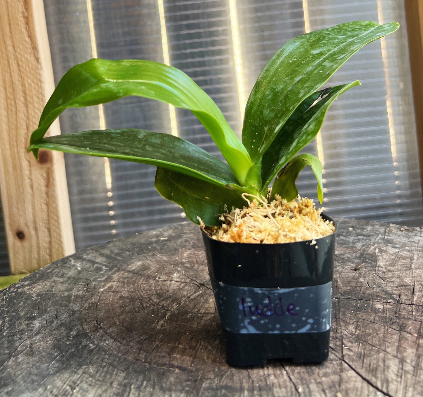 A Fragrant species orchid  / Phalaenopsis lueddemanniana tipo