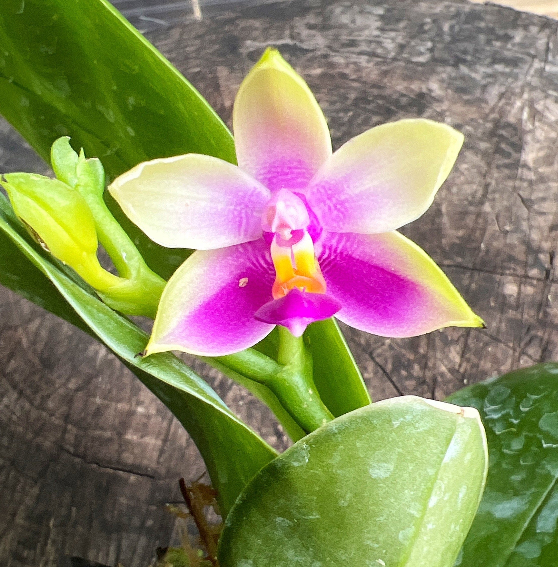 Phalaenopsis bellina shops Splash, phal. bellina